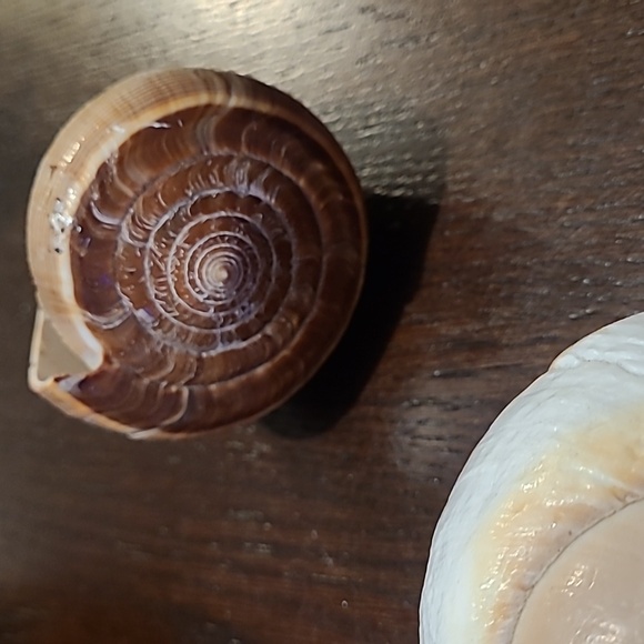 Seashells decor 7 piece Beach house ocean lover great condition vacation house ! - Picture 4 of 10